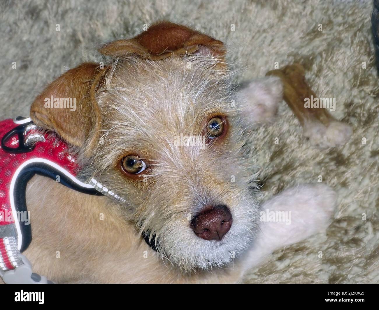 Portrait of a small 13 week old terrier mix puppy. Close-up of the head, coat color beige with sand, honey-colored eyes, red-brown nose, ears folded o Stock Photo