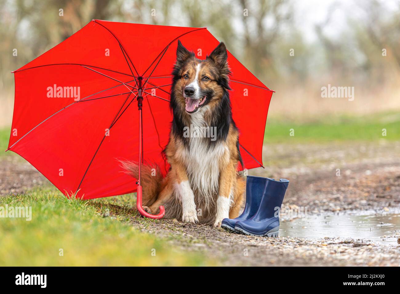Border Collie Umbrella - Tri Border Collie Umbrella - Tri