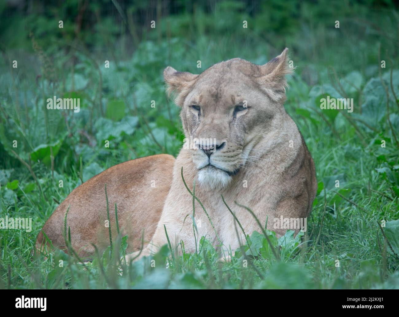 Various Wildlife animals at Longleat Safari Park Stock Photo - Alamy