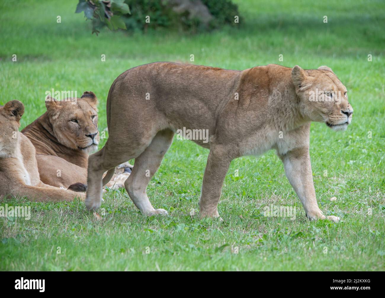Various Wildlife animals at Longleat Safari Park Stock Photo
