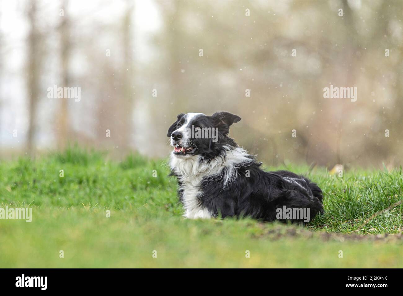 Dog Border Collie / adult (red merle) standing in a meadow Stock Photo -  Alamy