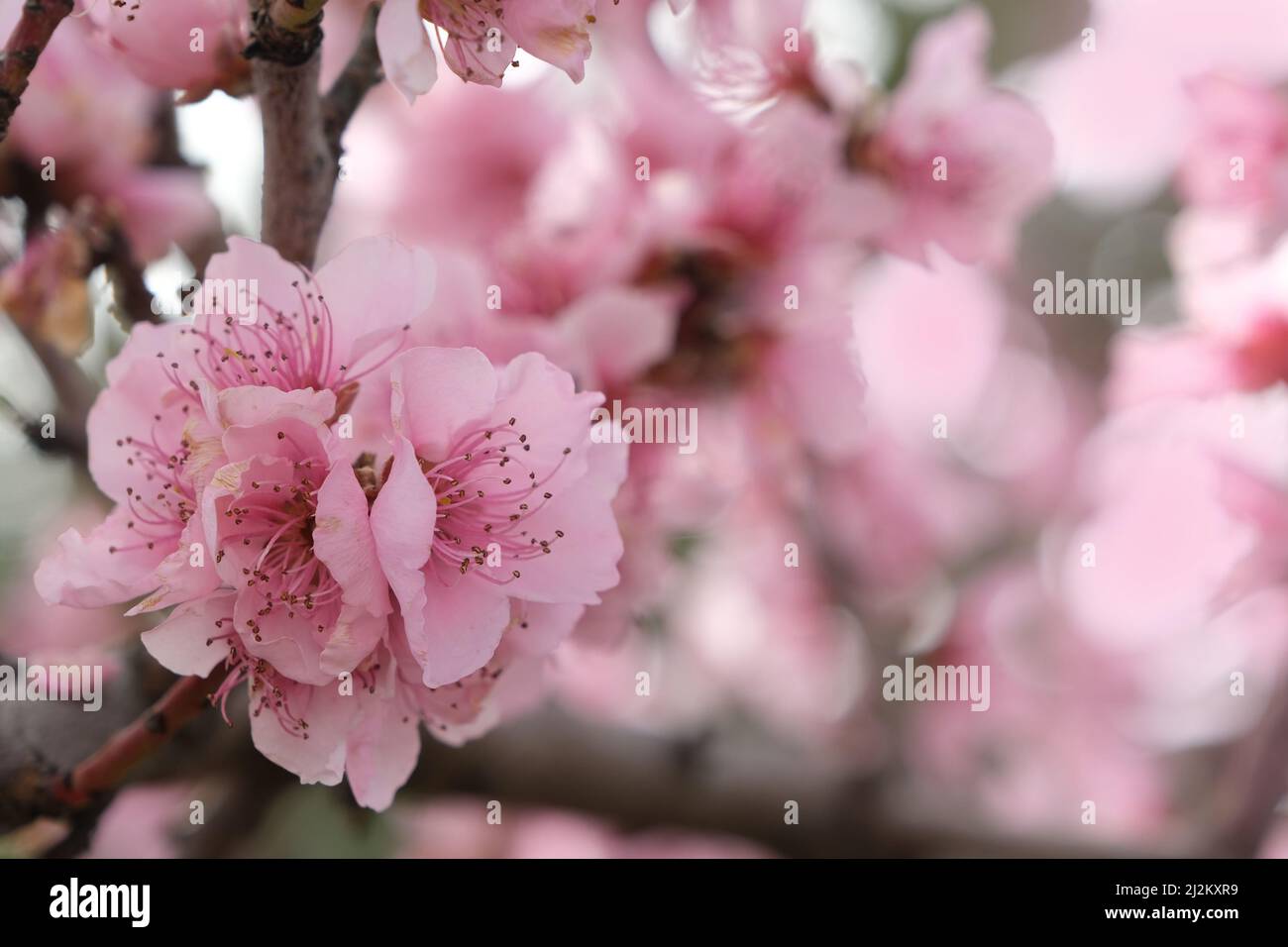 Blossoming peach tree, spring time. Space for text Stock Photo - Alamy