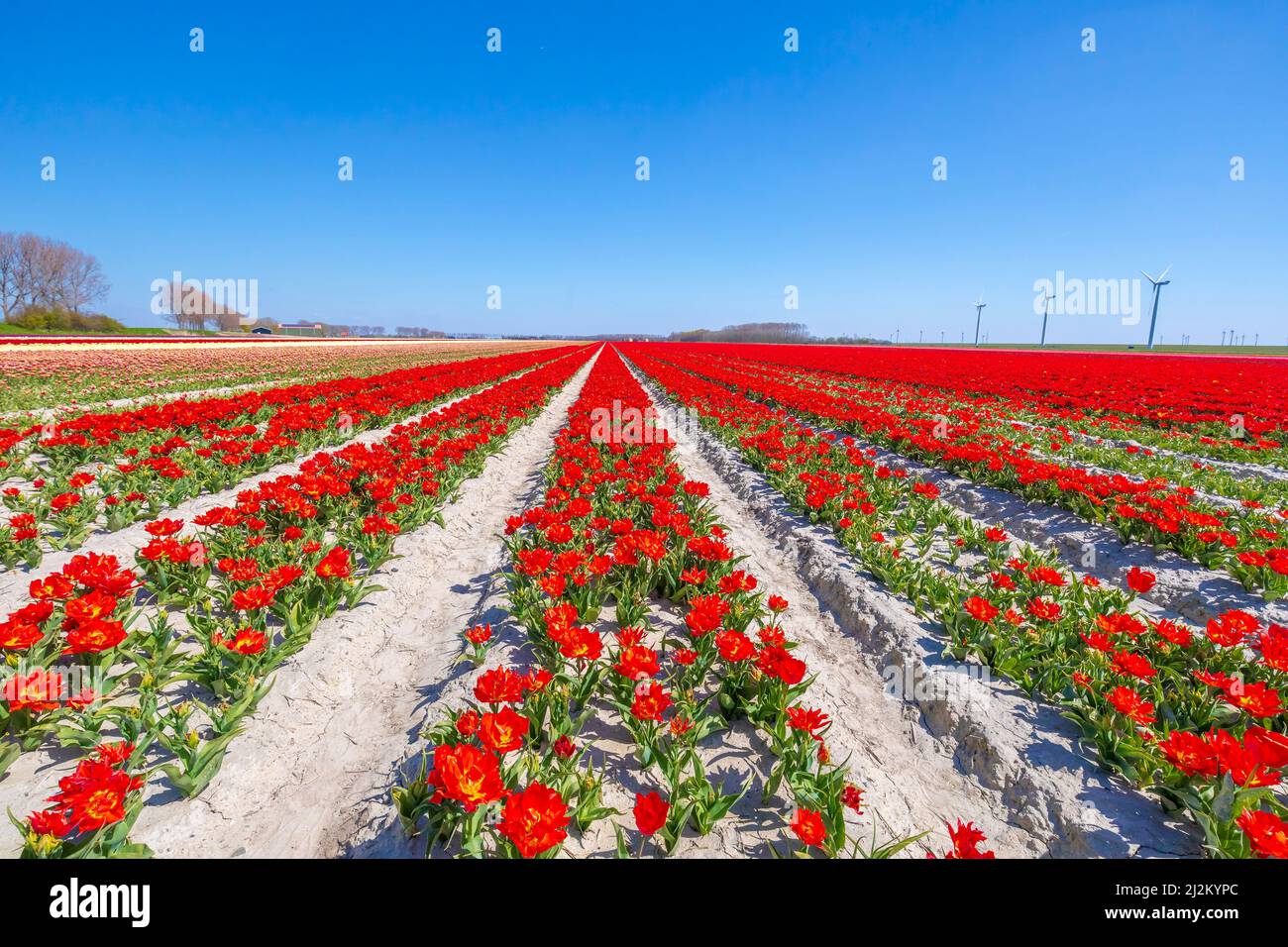Blooming colorful Dutch red tulips flower field under a blue sky ...