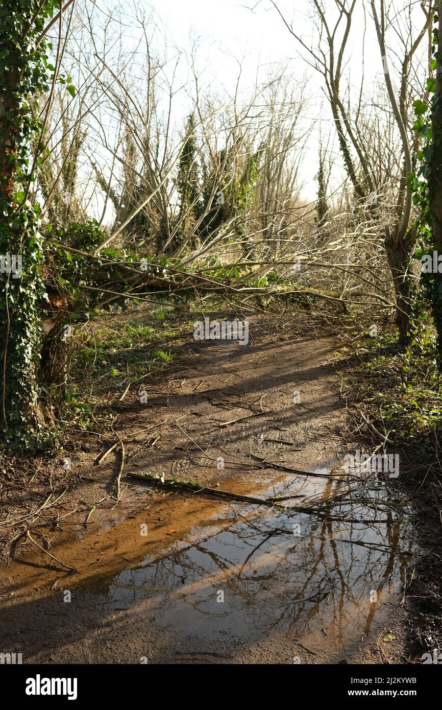 February 2022 - Fallen trees caused by the storms of winter  / Spring 2022 - A sign of our evolving climate. Stock Photo