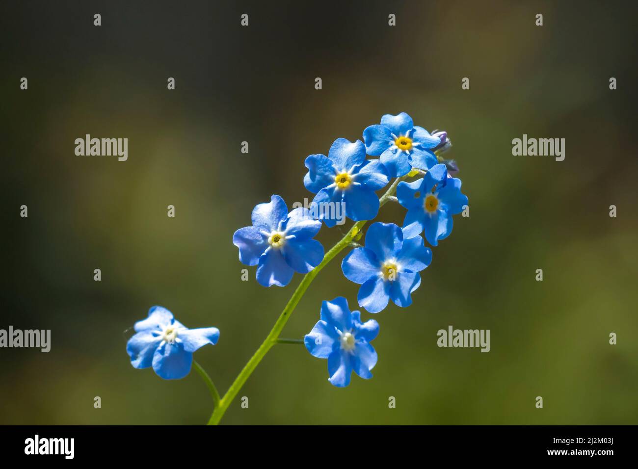 Closeup of Veronica chamaedrys, the germander speedwell, bird's-eye speedwell, or cat's eyes, blue flowers blooming. Stock Photo