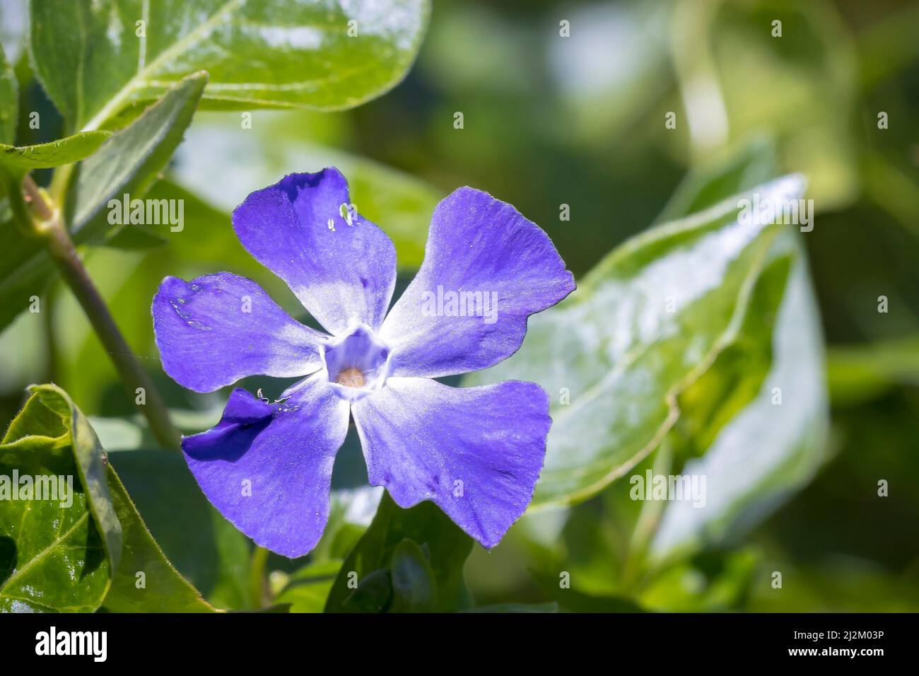 Closeup of a Vinca major, bigleaf periwinkle, large periwinkle, greater periwinkle, blue periwinkle, flower blooming. Stock Photo