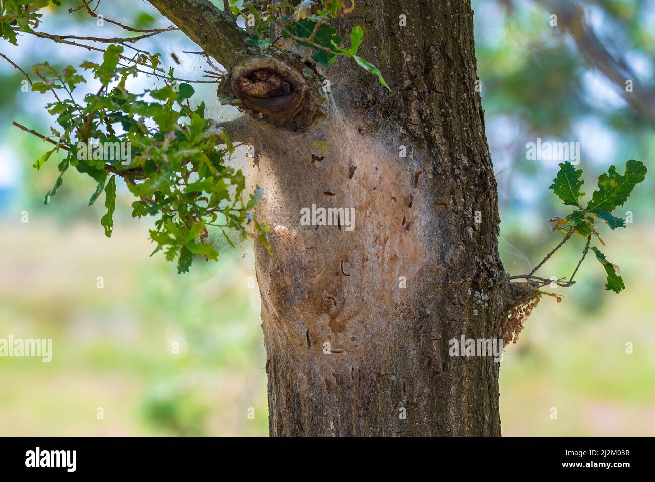 Oak processionary caterpillars Thaumetopoea processionea nest in a tree in a forest. These stinging hairs can cause itching, bumps and eye complaints. Stock Photo