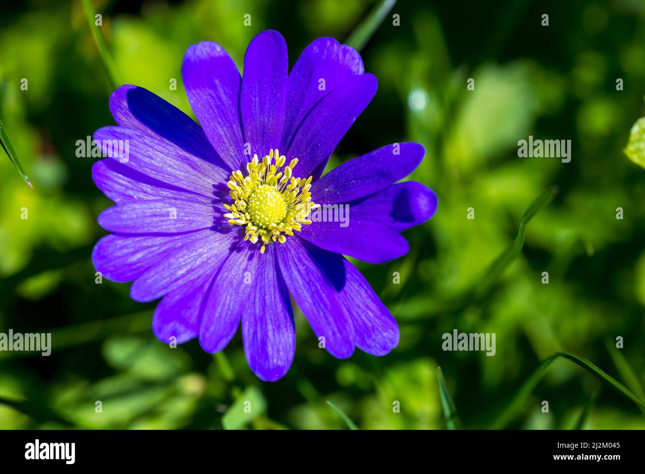 Anemone blanda, Balkan anemone, Grecian windflower or winter windflower blooming. An herbaceous tuberous perennial with purple blue flowers Stock Photo