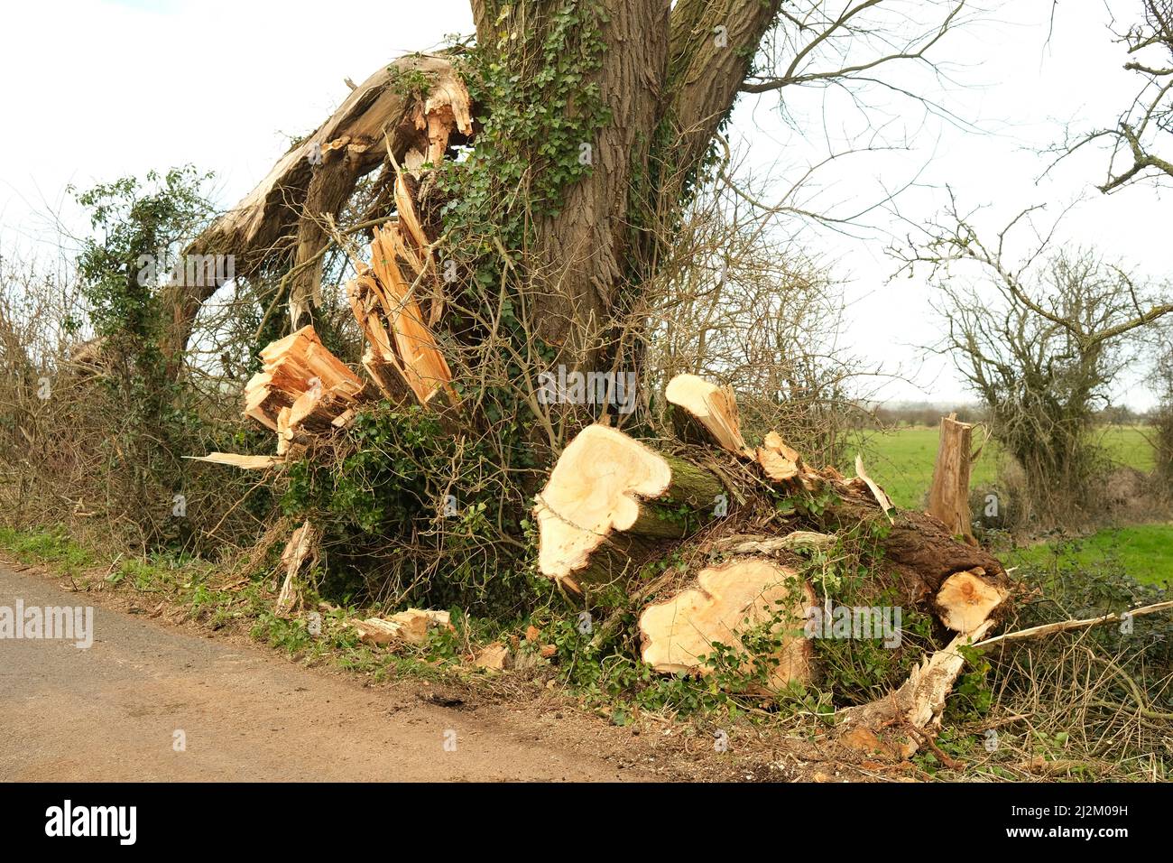 February 2022 - Reaining cut trucks from fallen trees caused by the storms of winter  / Spring 2022 - A sign of our evolving climate. Stock Photo