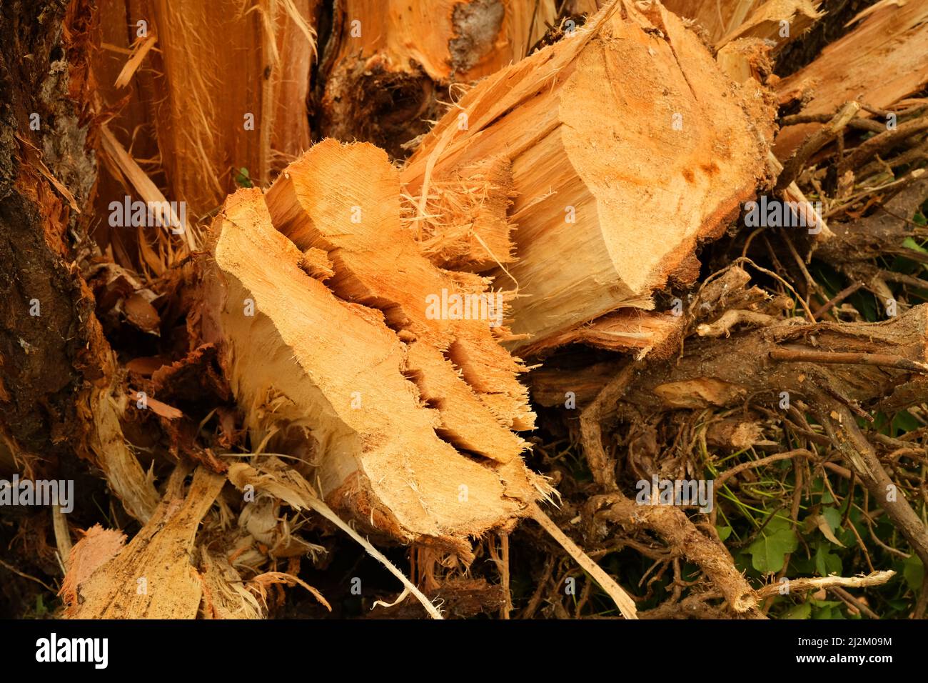 February 2022 - Reaining cut trucks from fallen trees caused by the storms of winter  / Spring 2022 - A sign of our evolving climate. Stock Photo