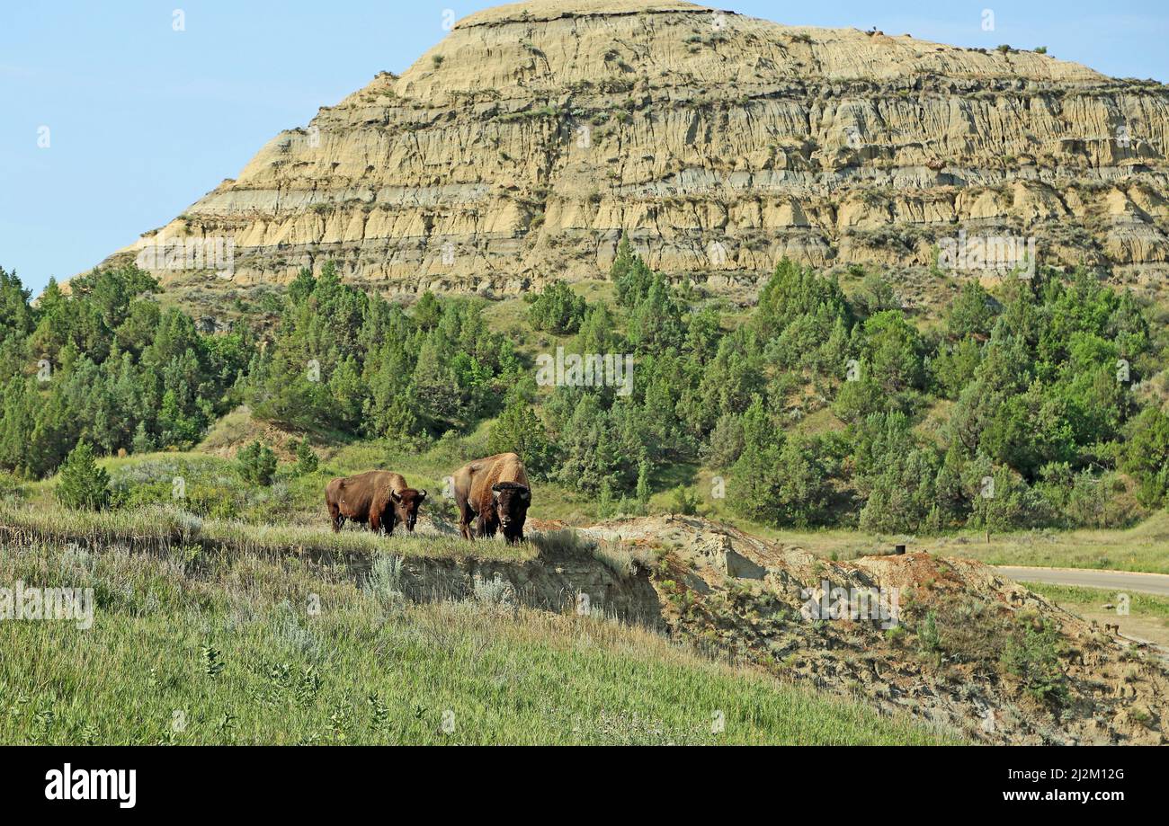 Pair of buffalo - North Dakota Stock Photo