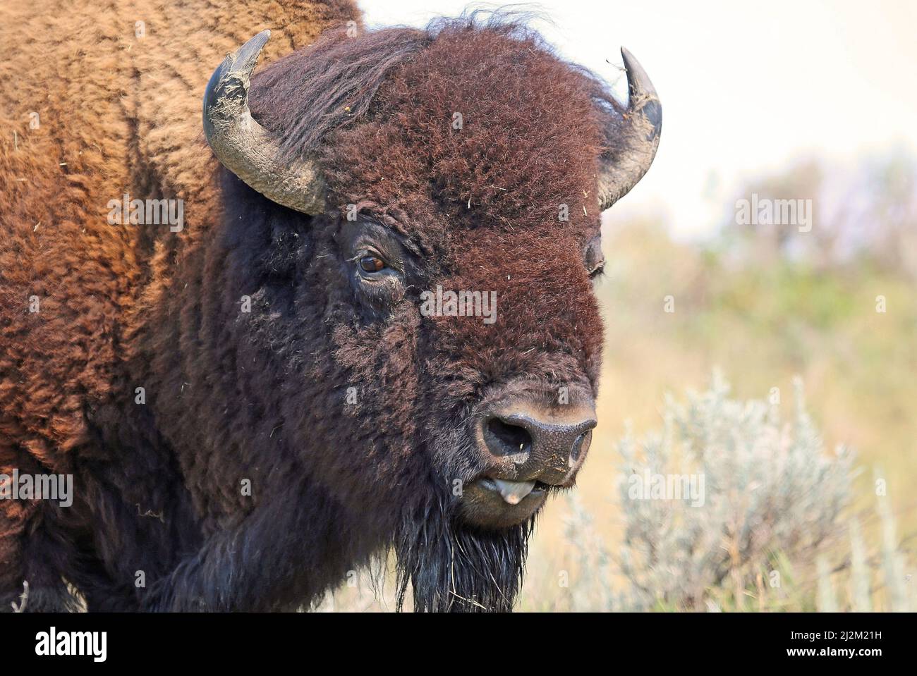 Buffalo portrait North Dakota Stock Photo Alamy