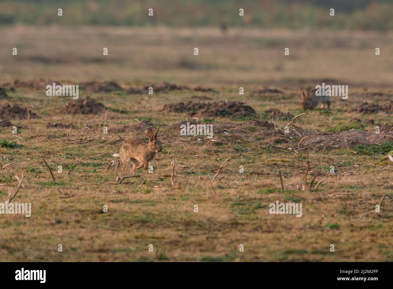 Leaping rabbit hi-res stock photography and images - Alamy