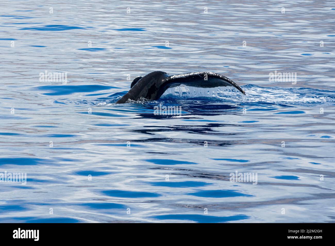 humpback whale or megaptera novaengliae with tail fin also known as fluke above water Stock Photo