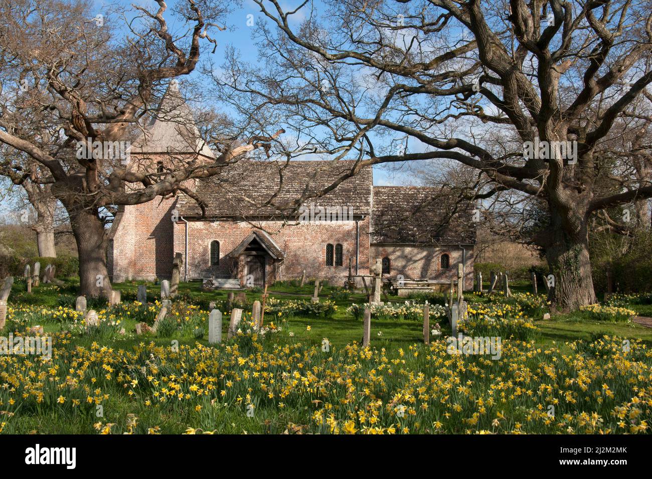 spring daffodils, St Peters Church, Twineham, West Sussex, England