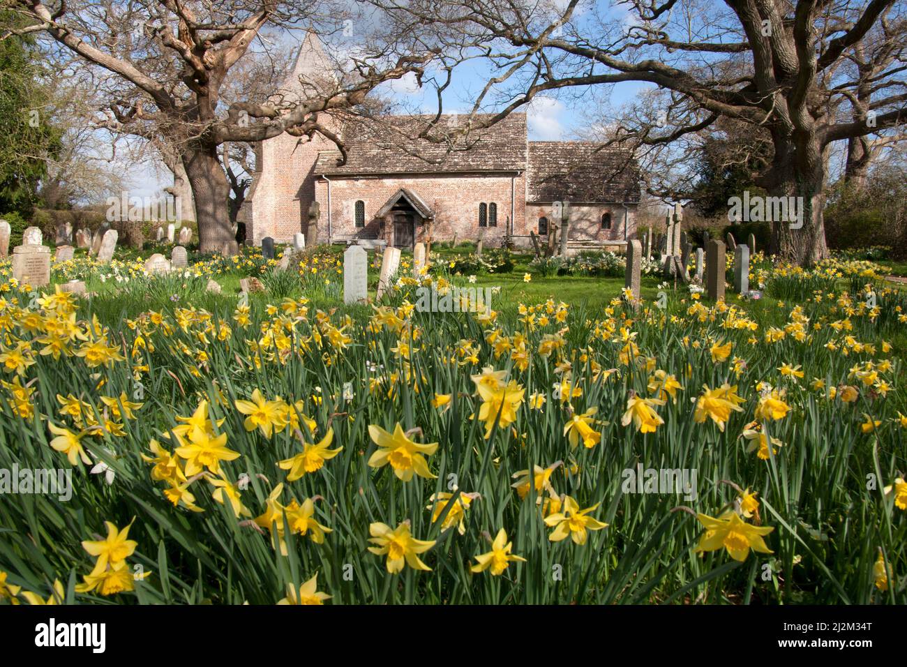 spring daffodils, St Peters Church, Twineham, West Sussex, England