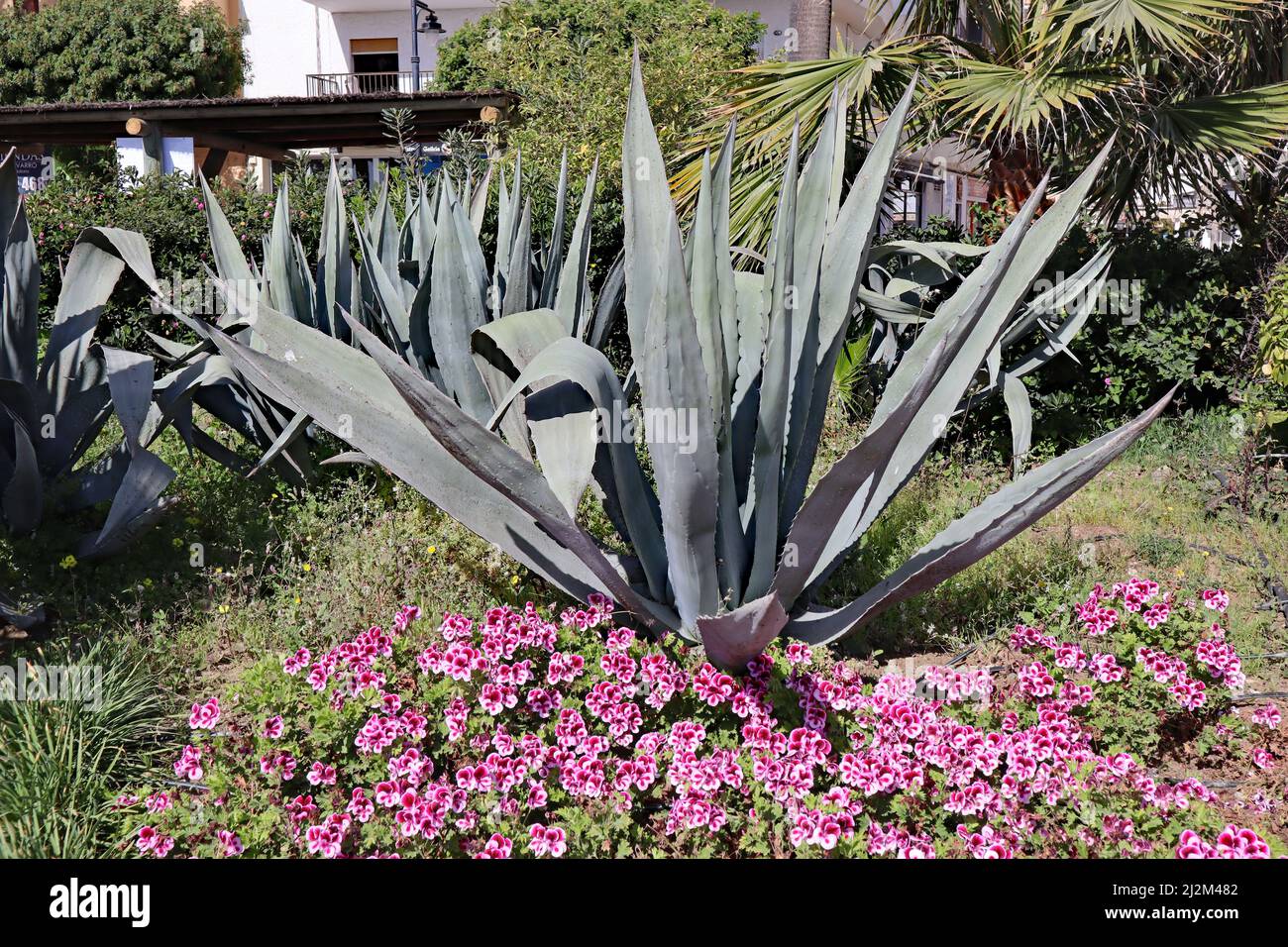 An aloe vera plant in a flower bed by the esplanade in Estepona in Spain  Stock Photo - Alamy