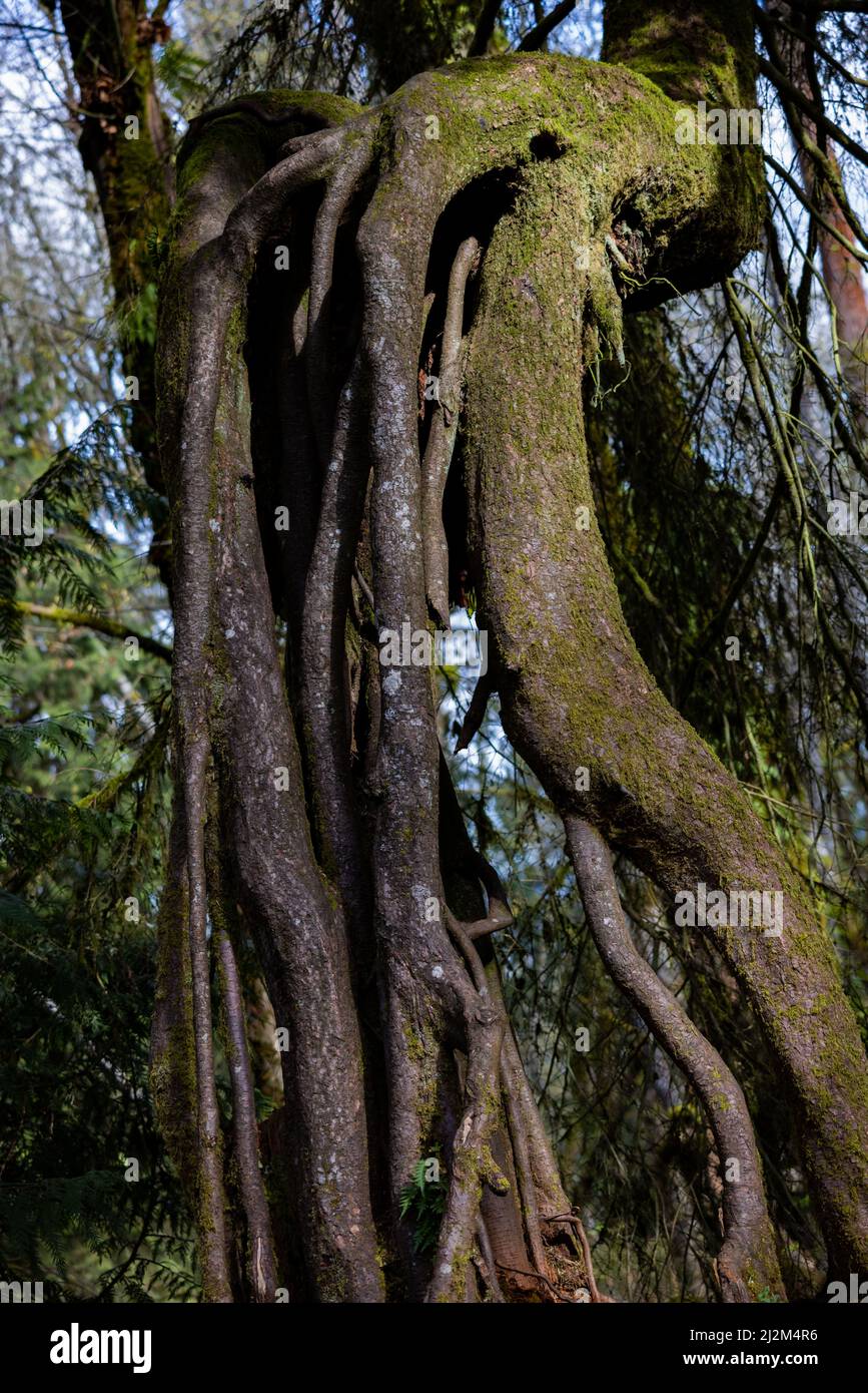 A tree is above ground by far with roots extending above ground as well ...
