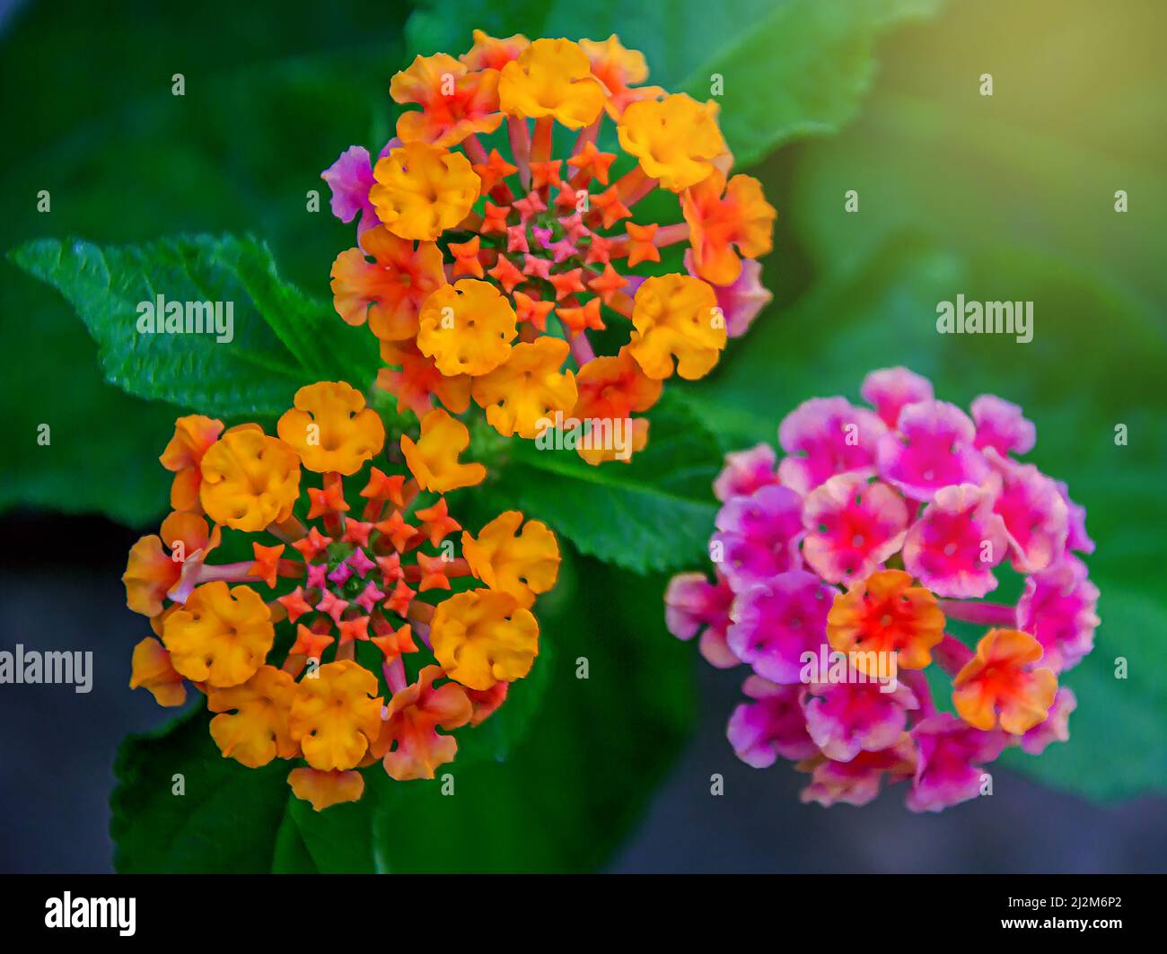 The beauty of  Verbenaceae Stock Photo