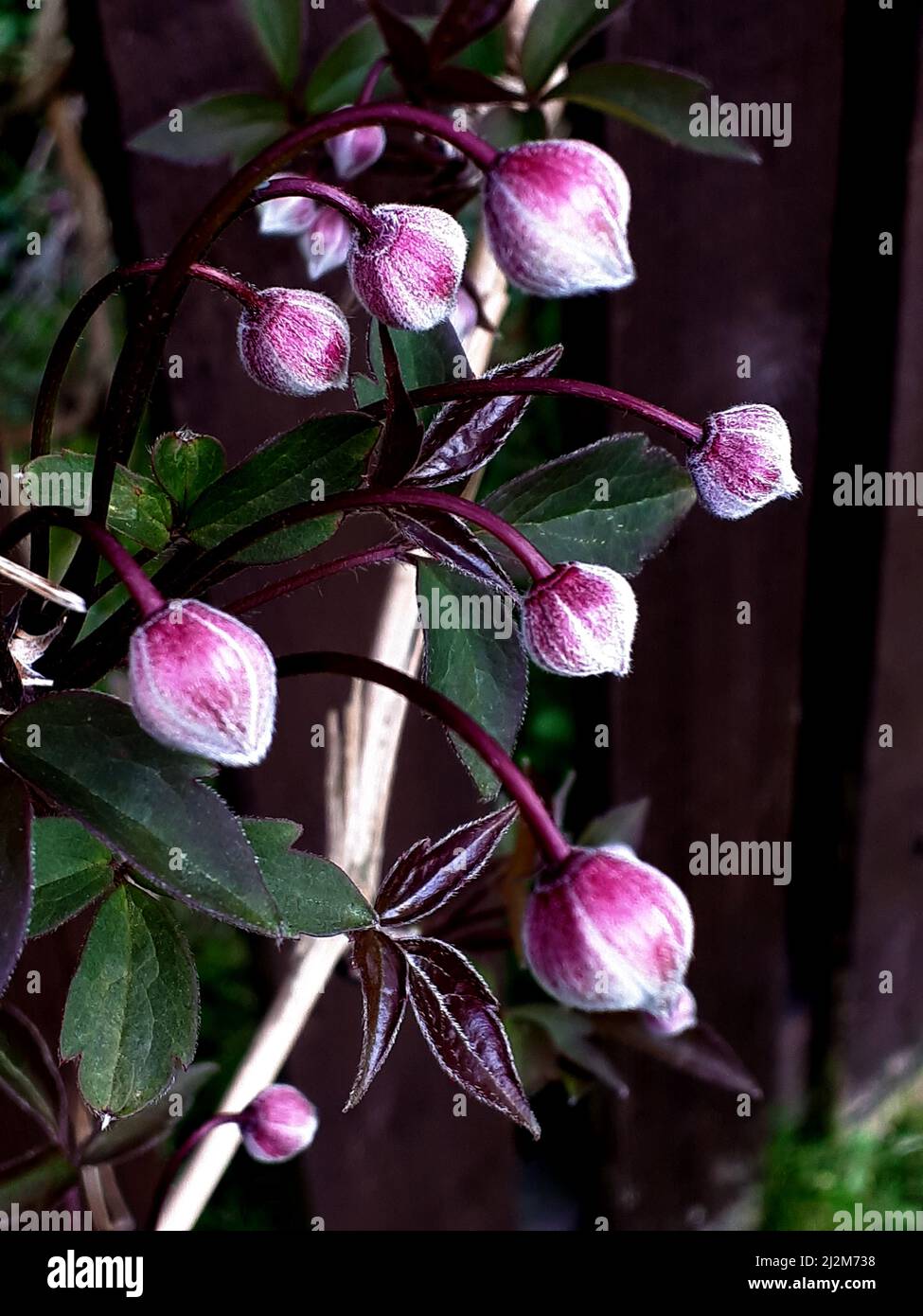 Clematis Montana variety Nelly Moser is a vanilla scented abundantly