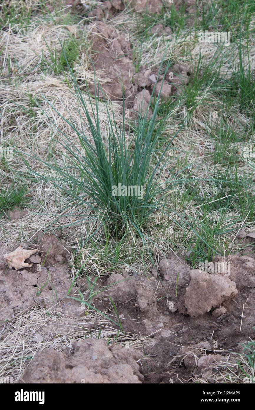 Onion grass or wild onion is a common lawn weed hires stock