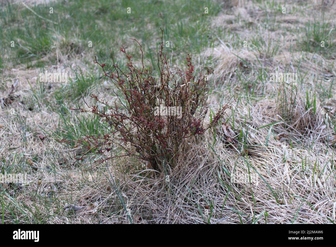 New Red Growth on a Small Wild Rose Plant in Early Spring Stock Photo