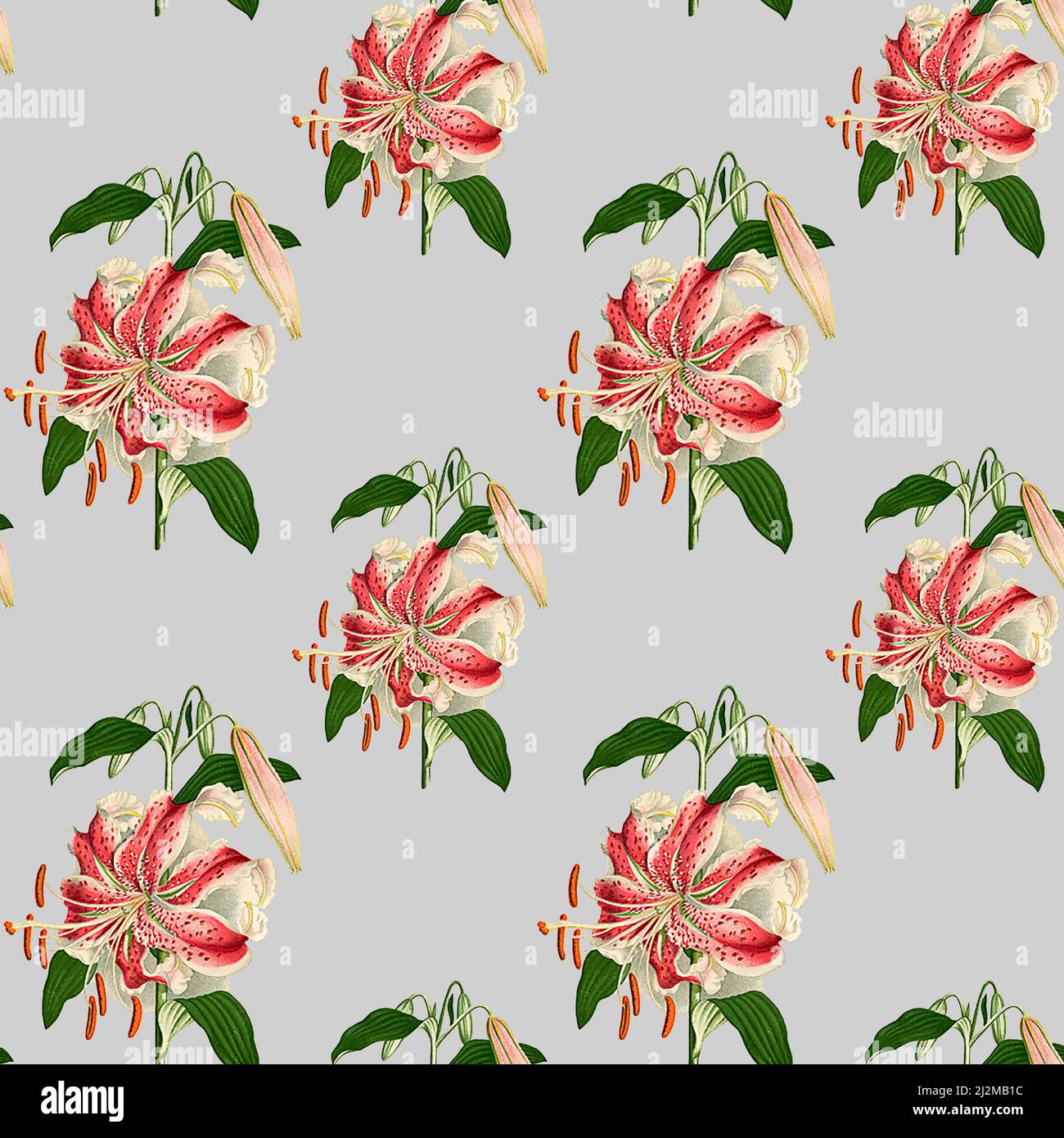Lily flowers pattern background a seamless pattern with light gray background and vintage lillies. Stock Photo
