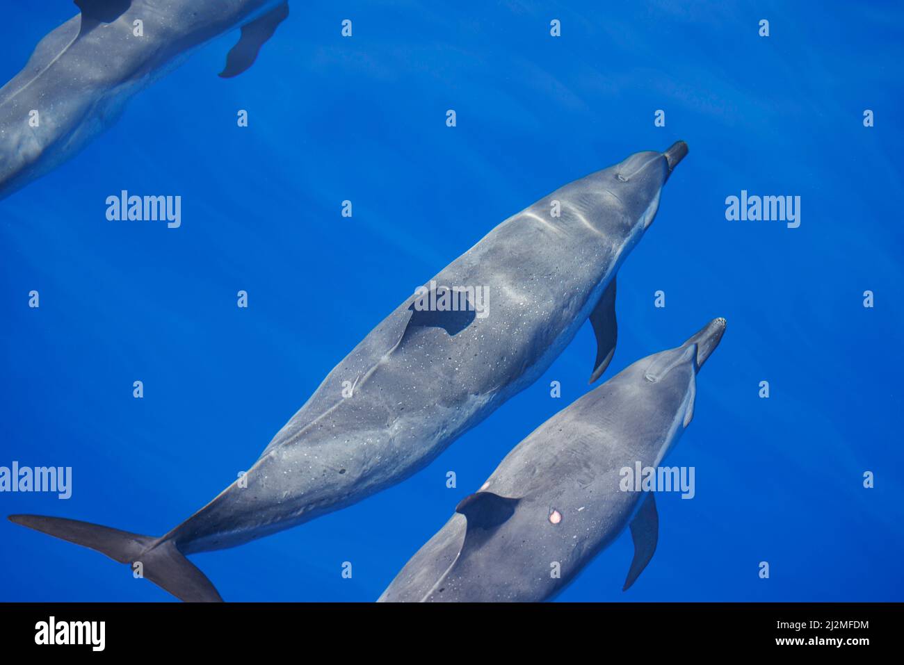 Pantropical spotted dolphins, Stenella attenuata, in open ocean, Hawaii, Pacific Ocean, United States. The dolphin at the bottom has two wounds on eit Stock Photo