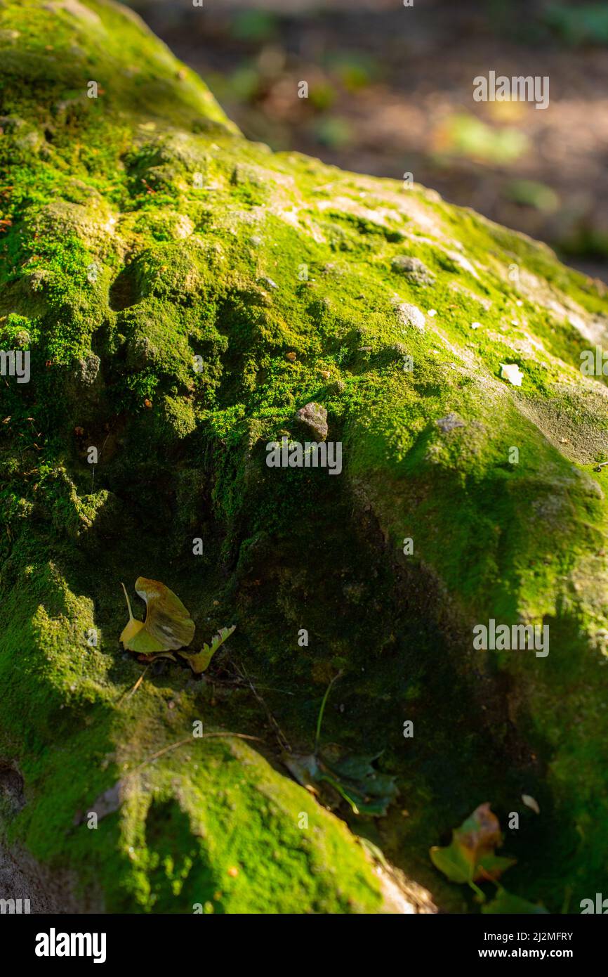 Stone covered with green moss in the forest, closeup view Stock Photo