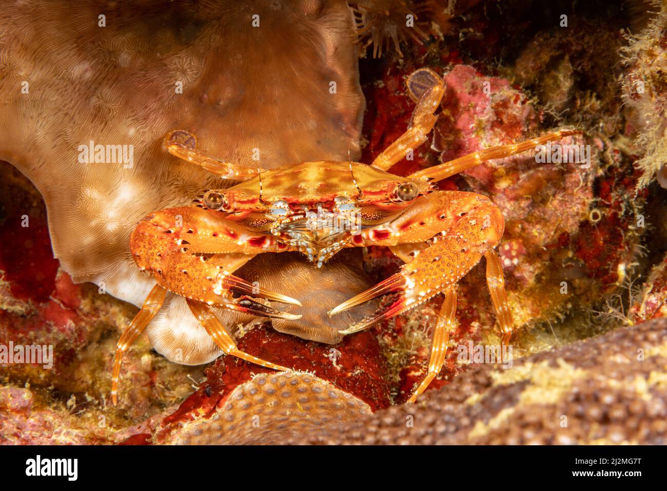 An undetermined species of swimming crab, Charybdis sp. photographed at night, Philippines, Pacific Ocean. Stock Photo