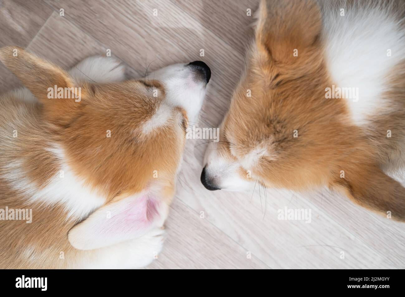 Can Puppies Sleep On The Floor