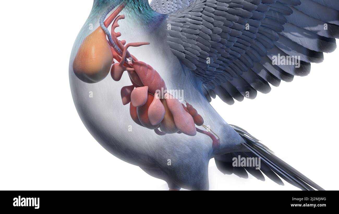 Pigeon organs, illustration Stock Photo Alamy