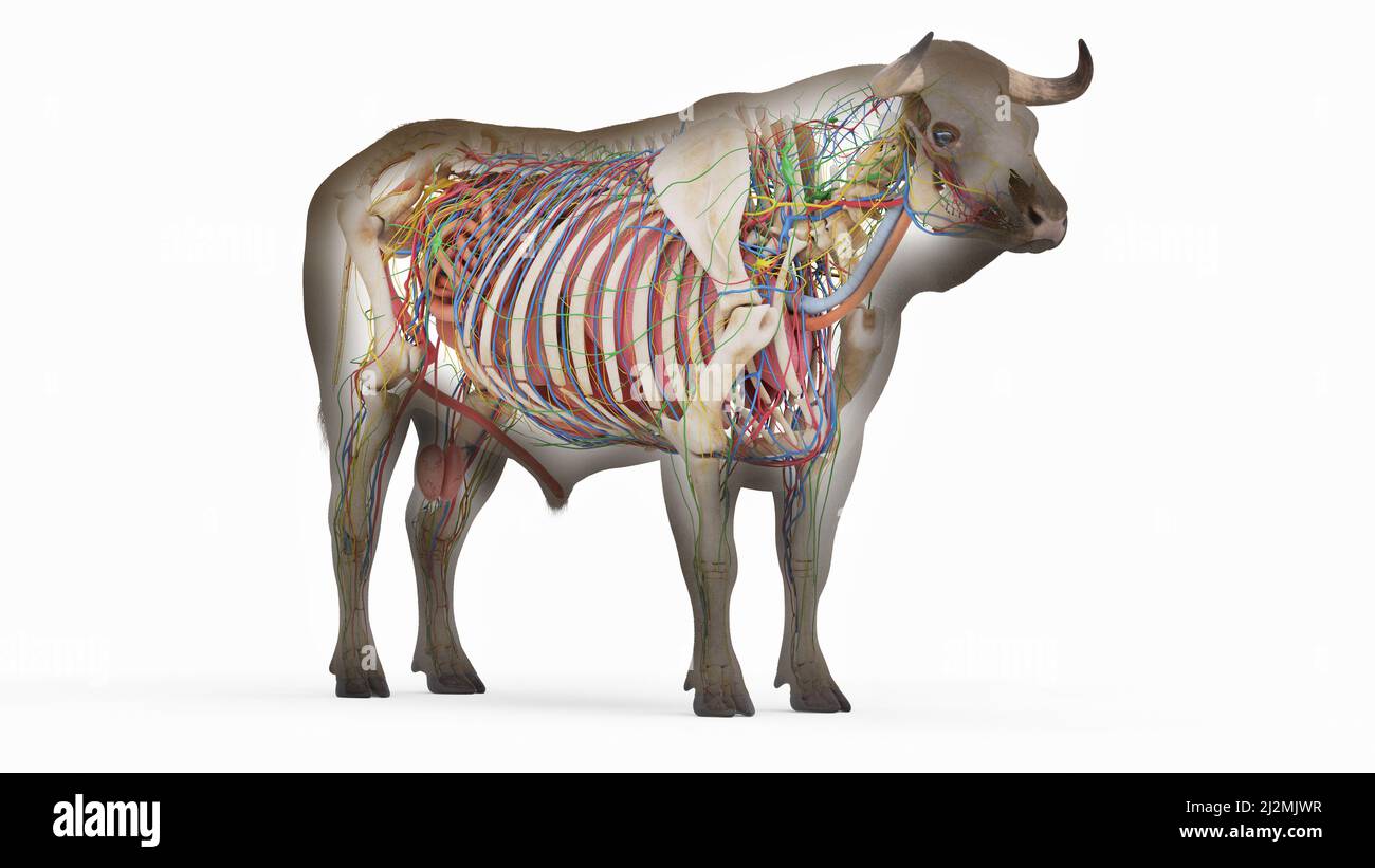 Cattle anatomy, illustration Stock Photo Alamy