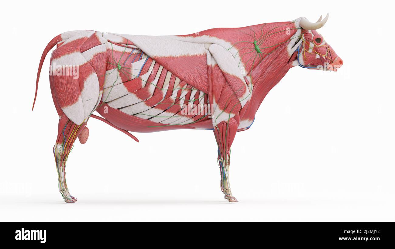 Cattle anatomy, illustration Stock Photo Alamy