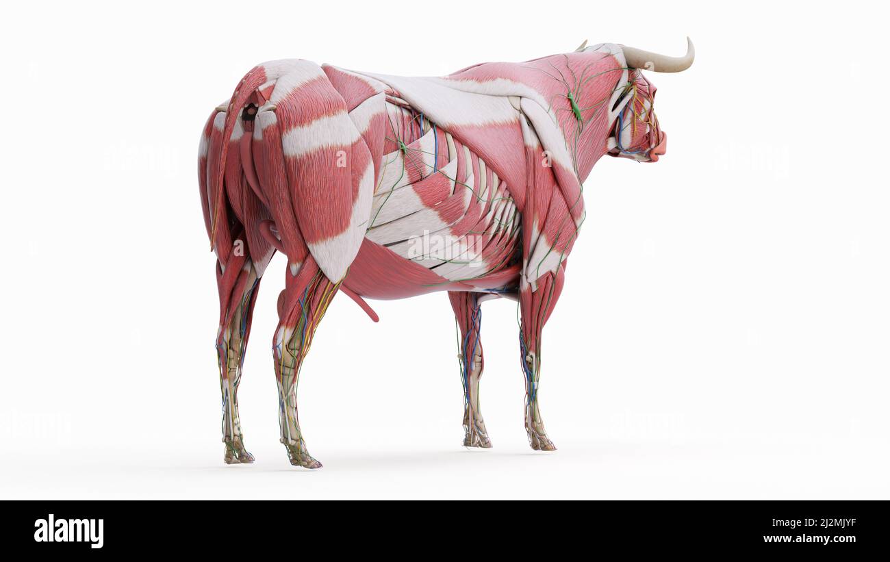 Cattle anatomy, illustration Stock Photo Alamy