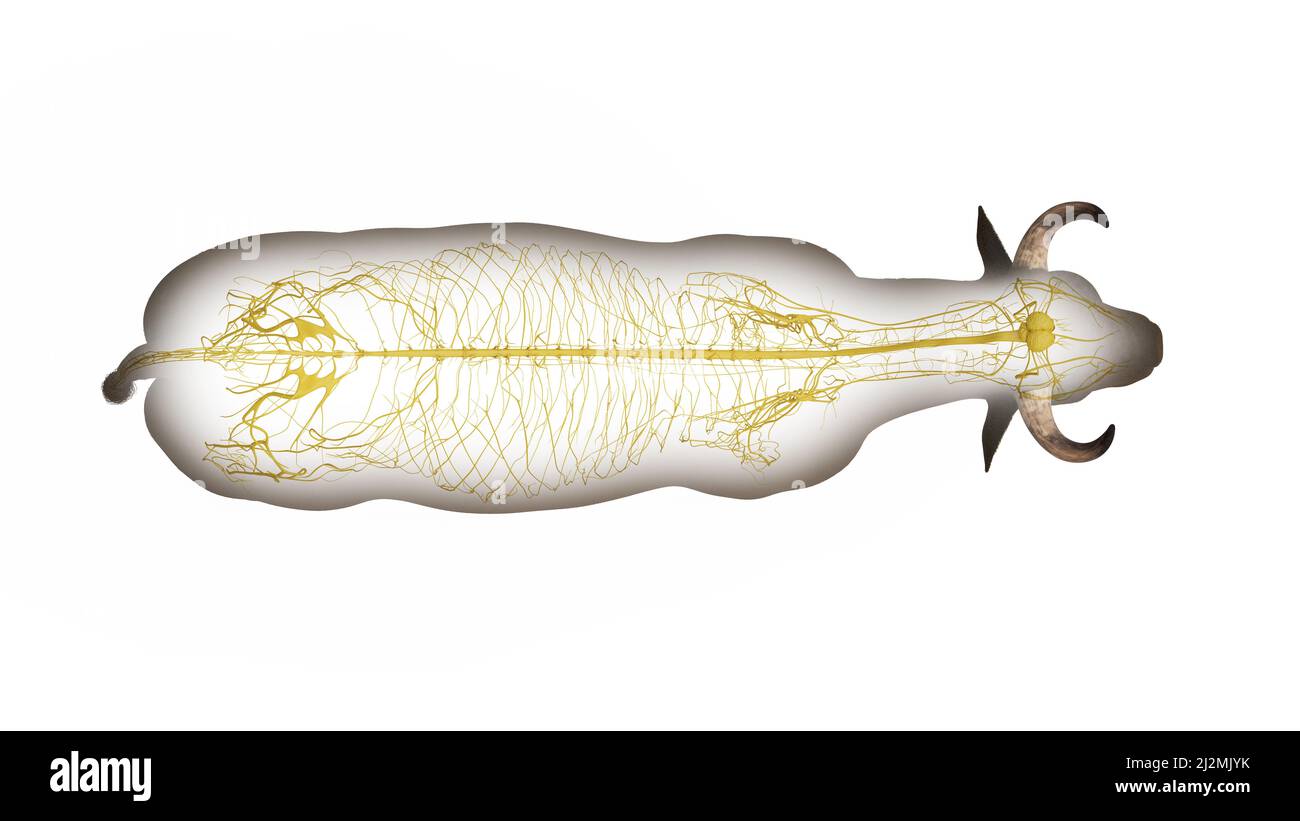Cattle nervous system, illustration Stock Photo - Alamy