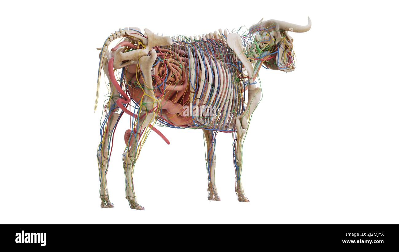 Cattle anatomy, illustration Stock Photo - Alamy
