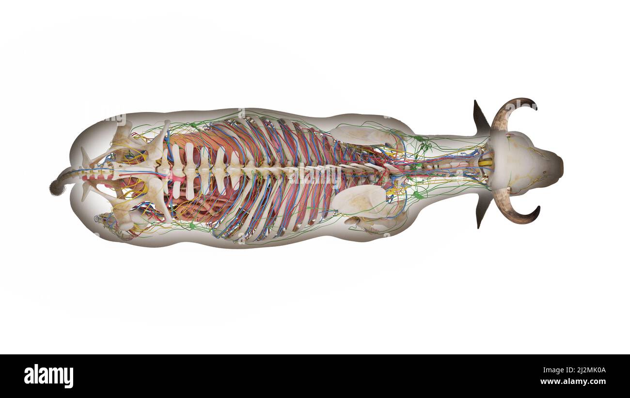 Cattle anatomy, illustration Stock Photo Alamy