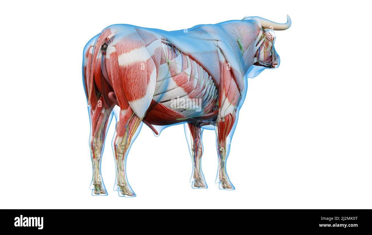 Cattle anatomy, illustration Stock Photo Alamy