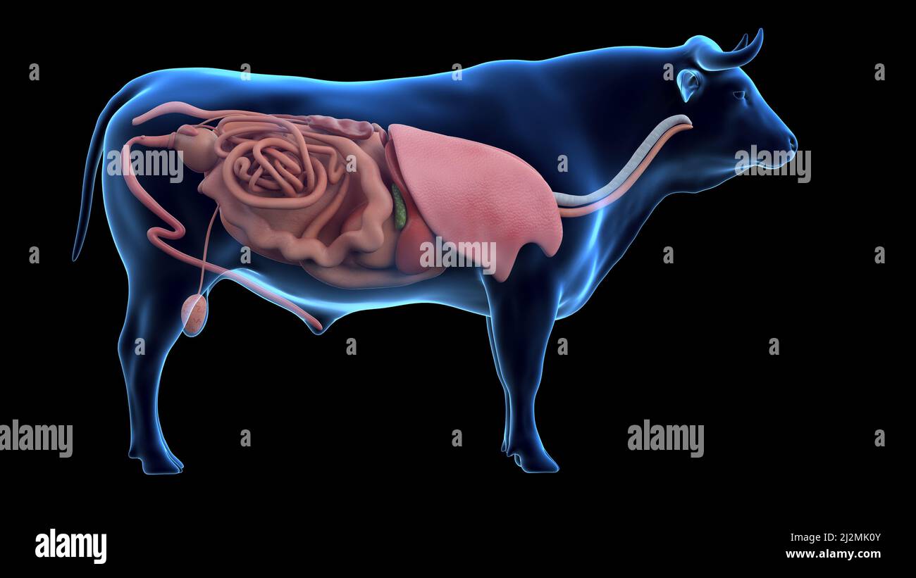 Cattle anatomy, illustration Stock Photo