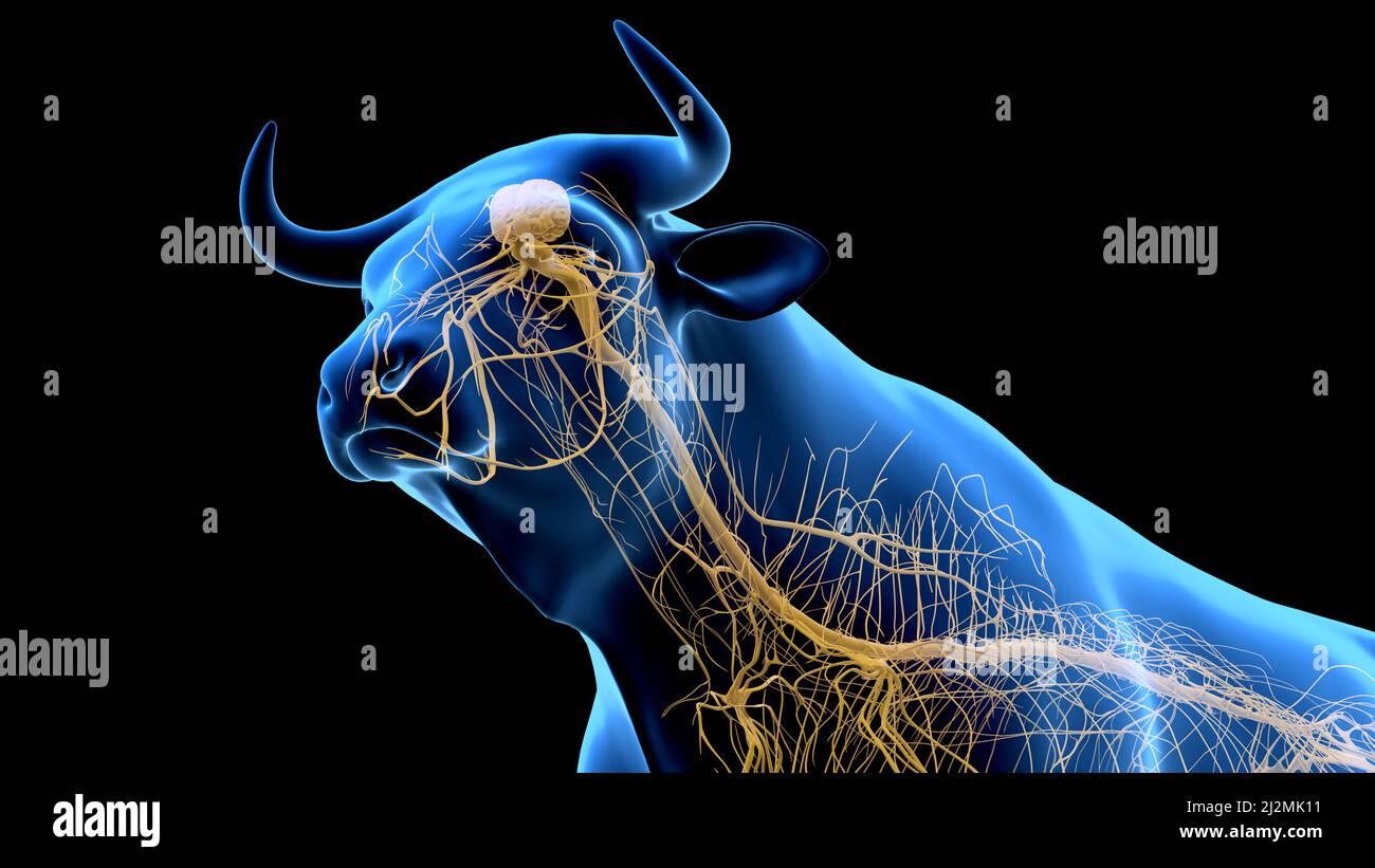 Cattle nervous system, illustration Stock Photo - Alamy