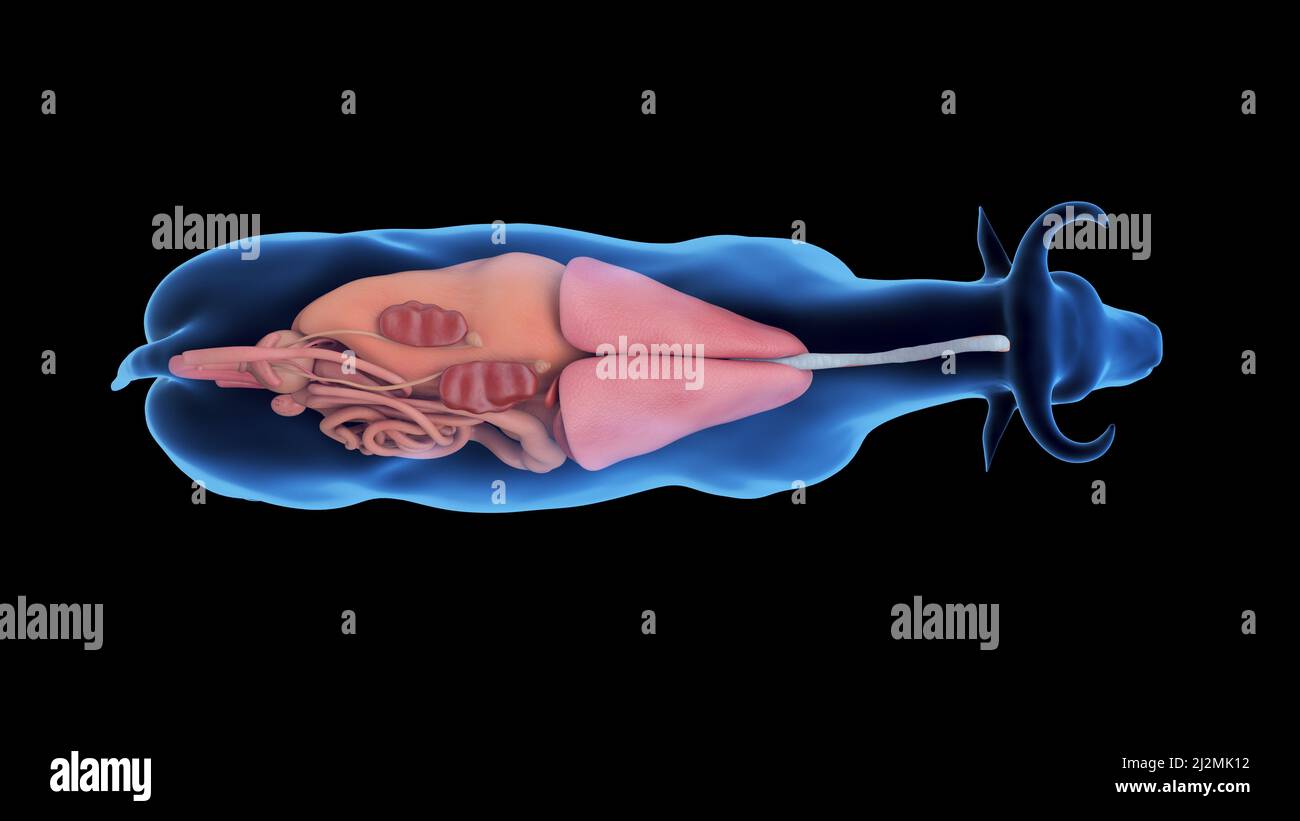 Cattle organs, illustration Stock Photo - Alamy