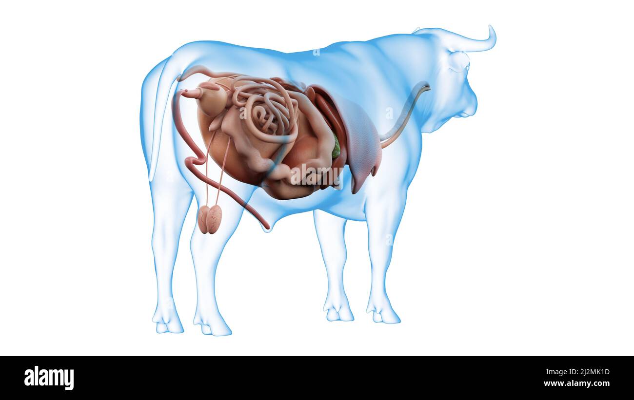 Cattle organs, illustration Stock Photo