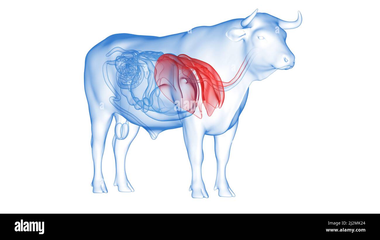Cattle lung, illustration Stock Photo
