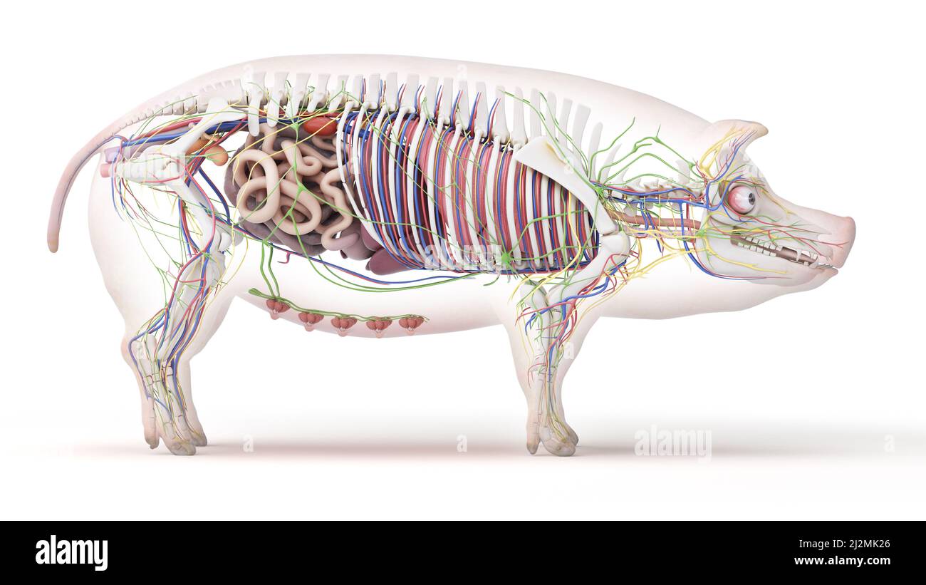 Pig anatomy, illustration Stock Photo Alamy