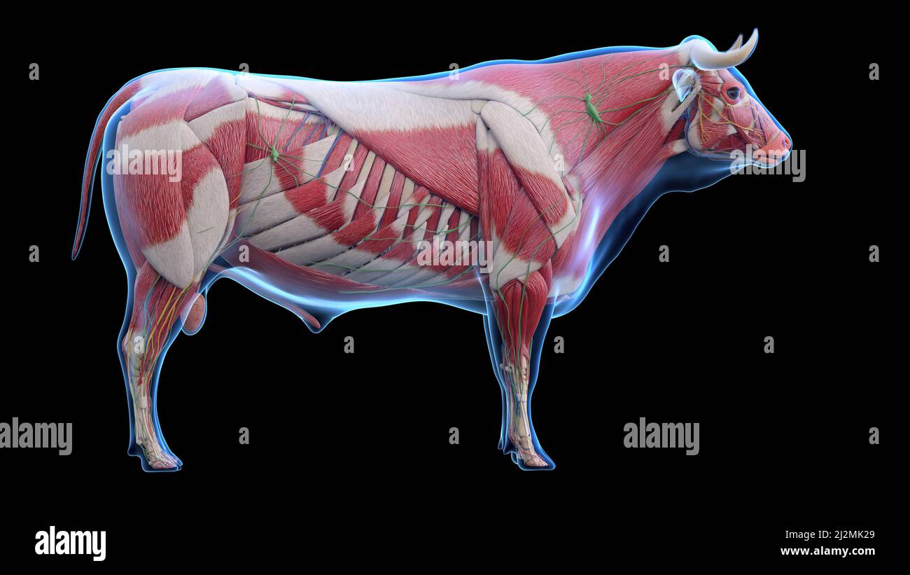 Cattle anatomy, illustration Stock Photo Alamy