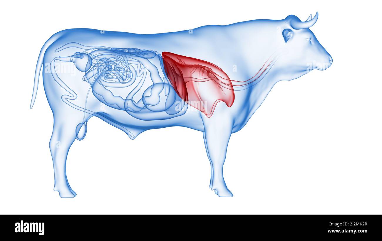 Cattle lung, illustration Stock Photo