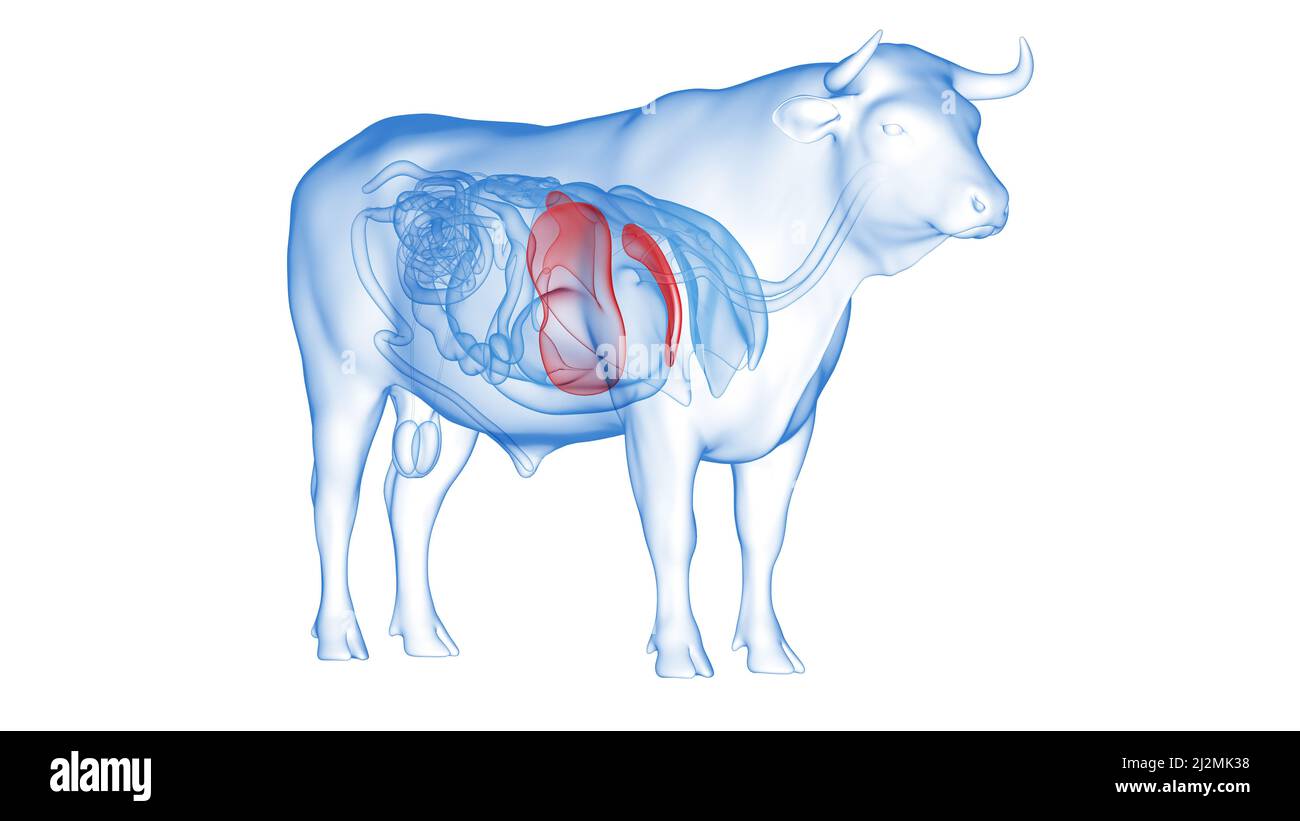 Cattle liver, illustration Stock Photo