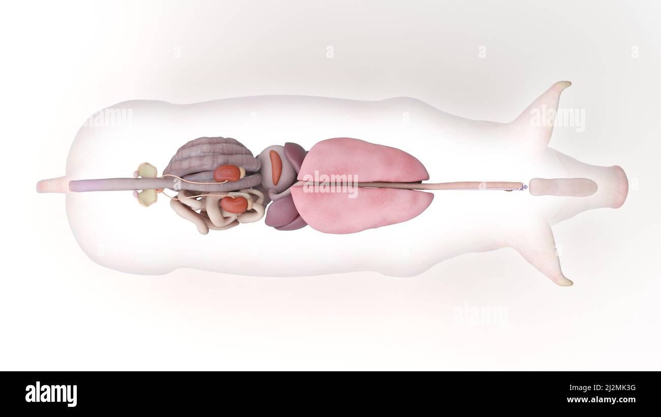 Pig anatomy, illustration Stock Photo