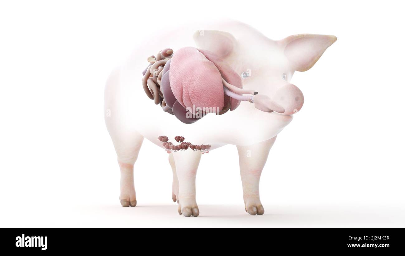 Pig anatomy, illustration Stock Photo